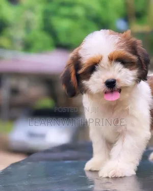 1-3 months Male Purebred Lhasa Apso