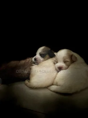 1-3 months Female Purebred Lhasa Apso