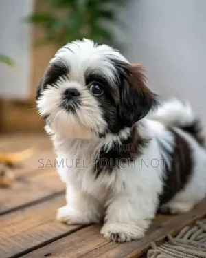 3-6 months Female Purebred Lhasa Apso