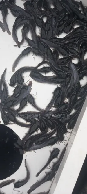 Ijebu, Fingerlings,Post Fingerlings, Juveline