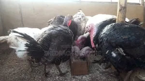 Live Male and Female Turkey Available for Sale