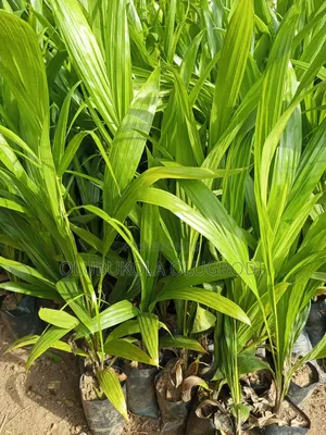 Tenera Oilpalm Seedling