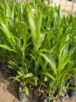 Tenera Oilpalm Seedling