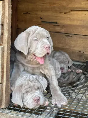 1-3 months Female Purebred Neapolitan Mastiff