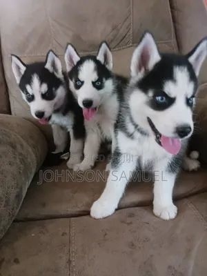 1-3 months Female Purebred Siberian Husky