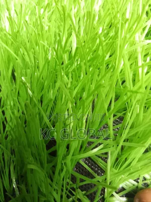 Artificial Grass 45mm. High Quality Grass Available in All Colors