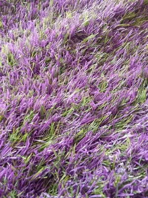 Artificial Grass Available 25mm. Multi Color
