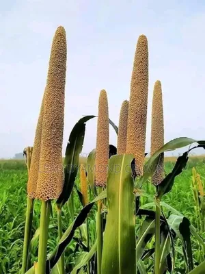 Pearl Millet