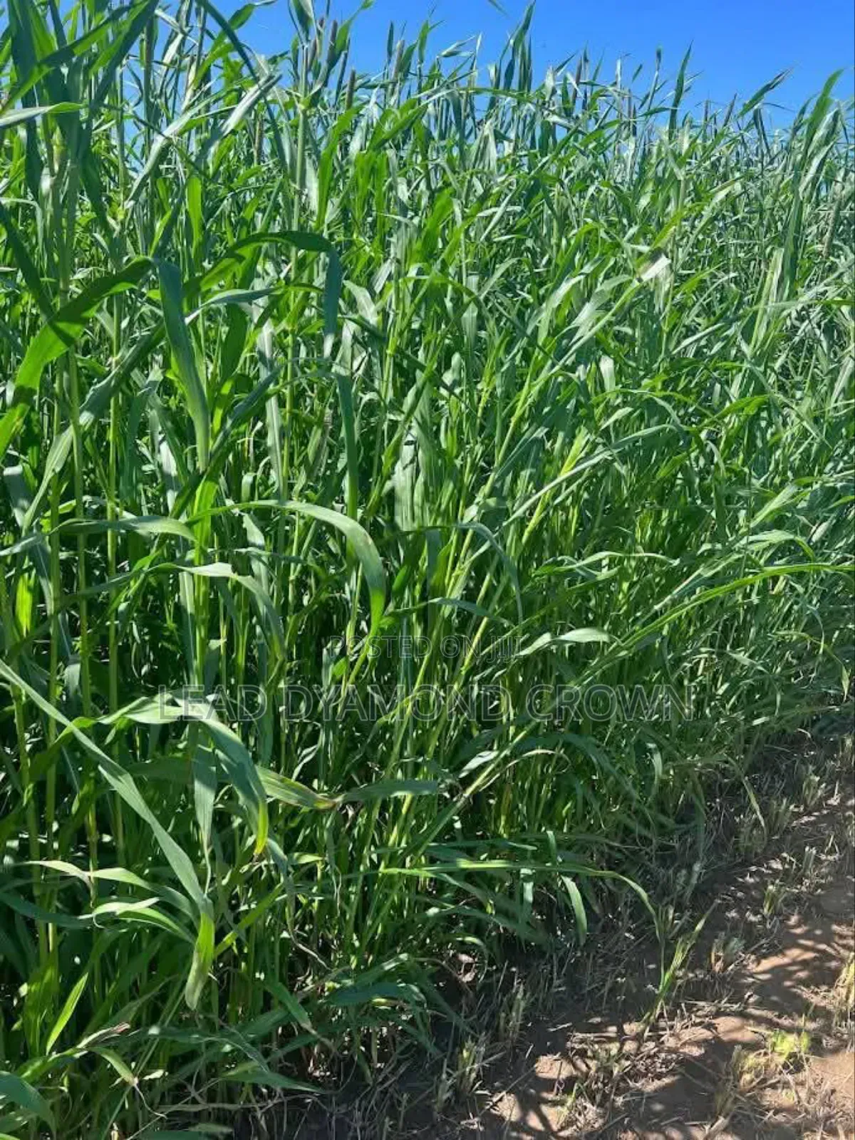 Pearl Millet