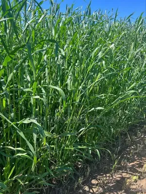 Pearl Millet