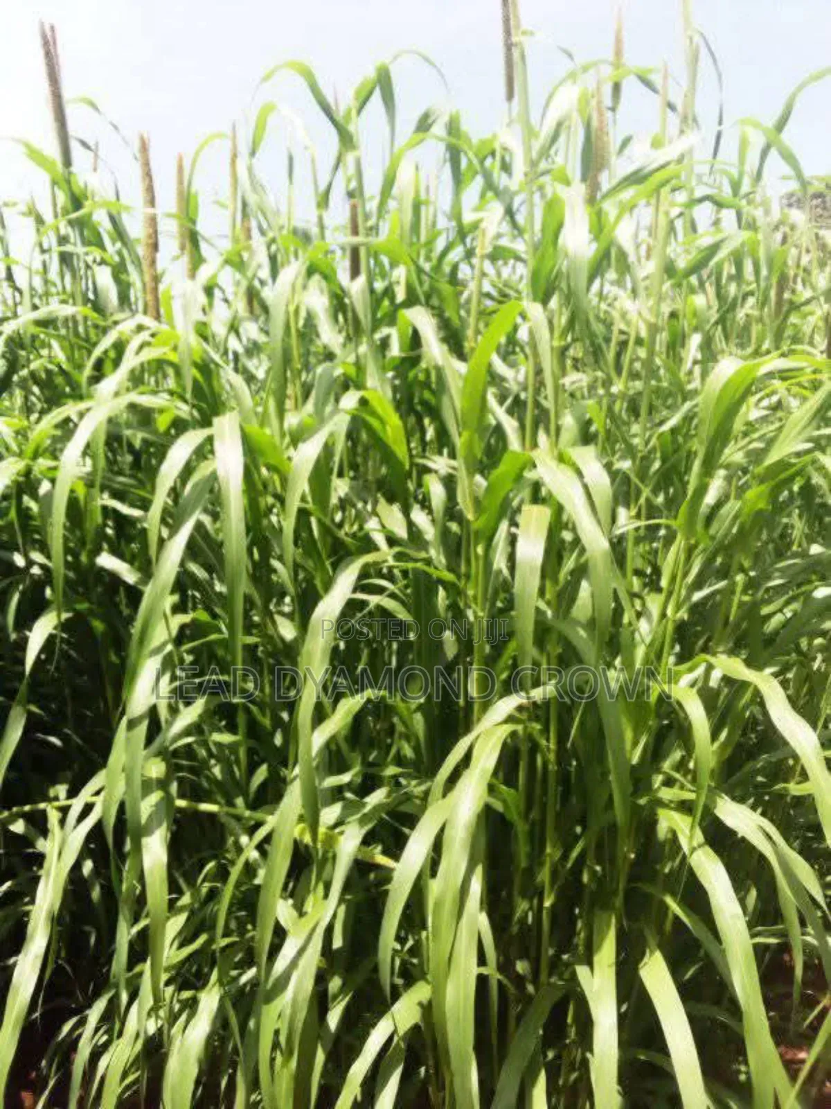 Pearl Millet