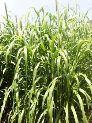 Pearl Millet