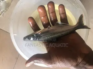 Pagasius Shark Fish