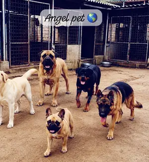 6-12 months Female Purebred German Shepherd