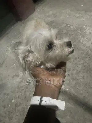 1+ year Female Purebred Lhasa Apso