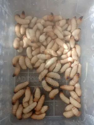 Palm Weevil Larva for Sale