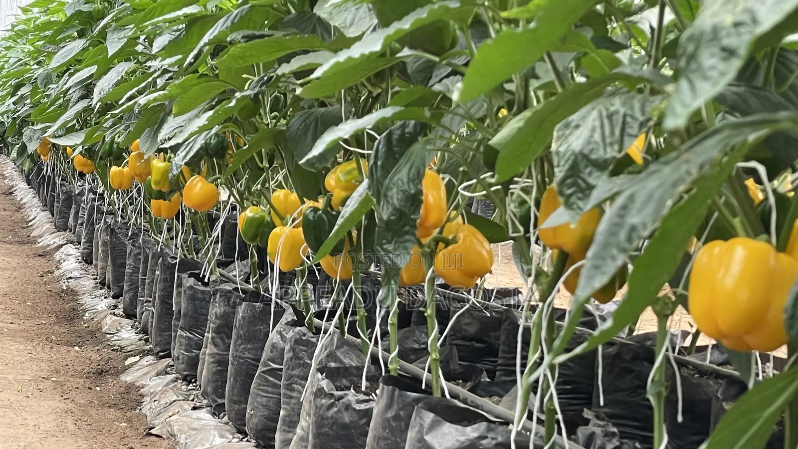 An Experienced Agronomist