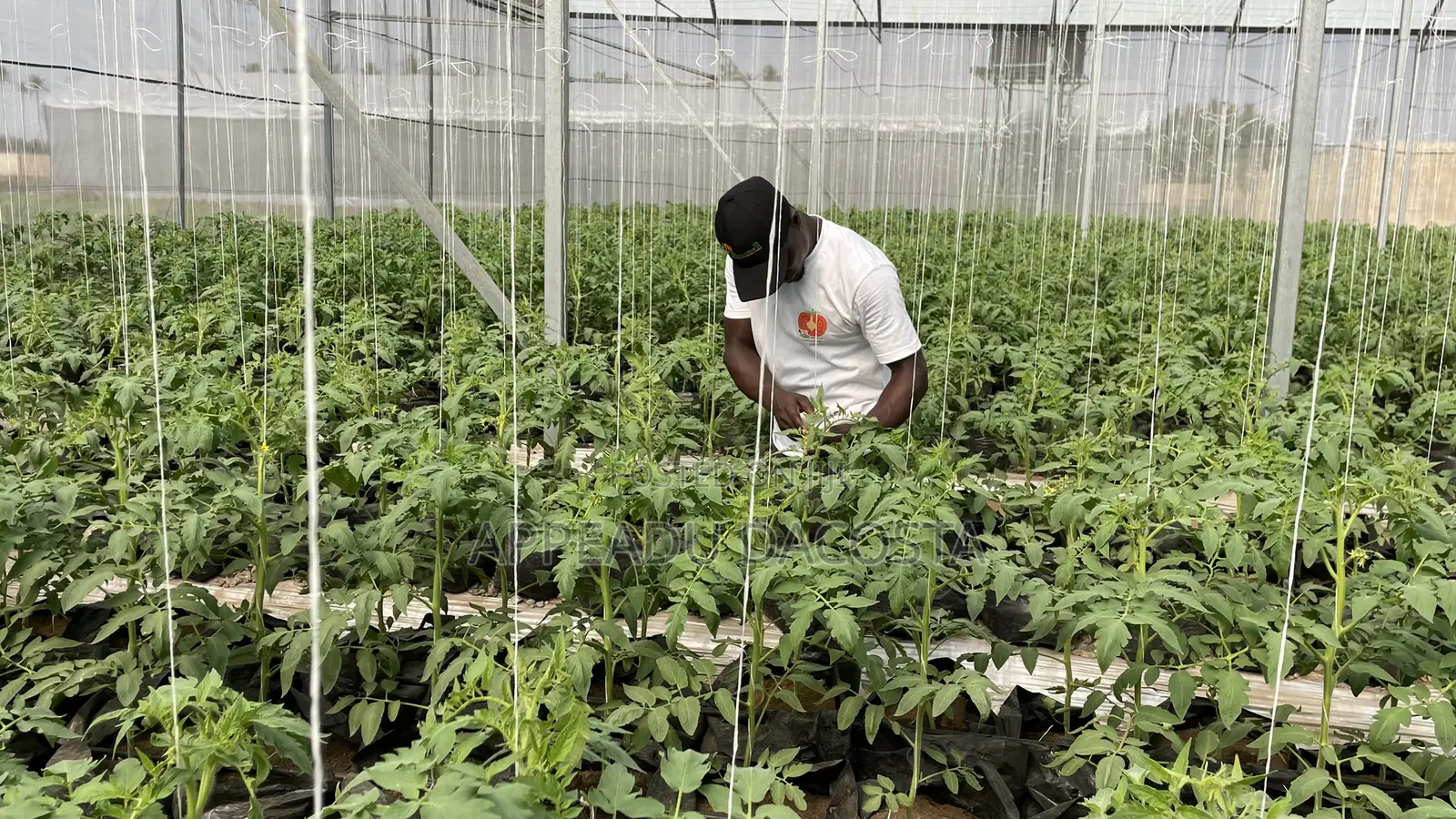An Experienced Agronomist