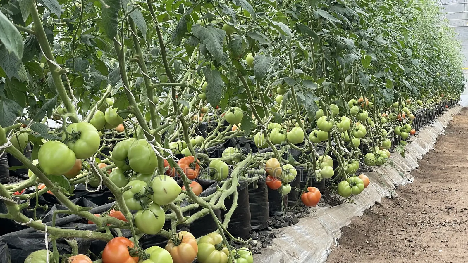 An Experienced Agronomist