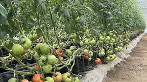 An Experienced Agronomist