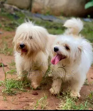 1-3 months Male Purebred Lhasa Apso