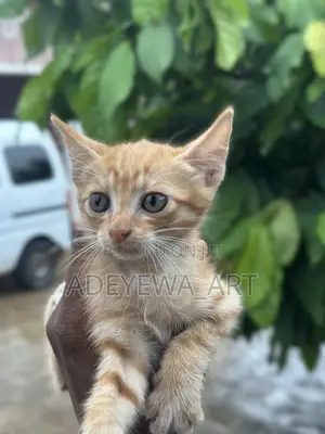 1-3 months Male Mixed Breed Tabby
