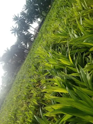 Don’T Plant Ordinary Seedlings! Go for Supergene and Harvest Faster.