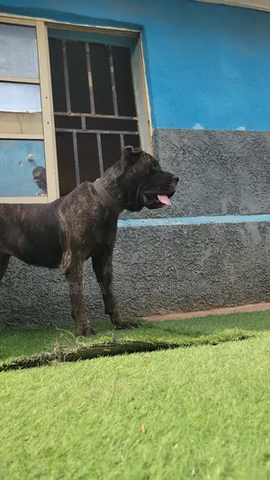 6-12 months Female Purebred Cane Corso