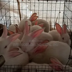 Payment on Delivery Rabbit Weaners for Sale