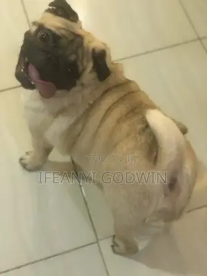 1+ year Male Purebred Pug