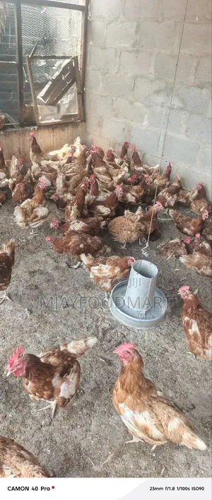 Old Layers Chicken