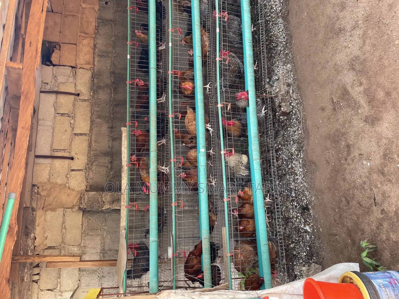 Battery Cage