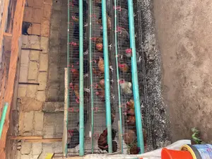 Battery Cage