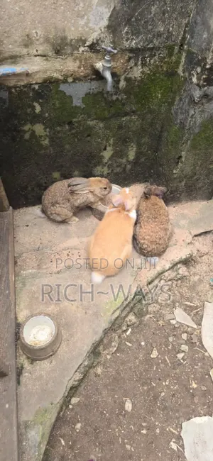 Huge Matured Rabbits Available