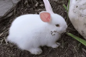 Home Pet Rabbits Just for U