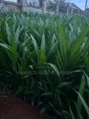 Palm Seedlings(Hybrid Seedlings)