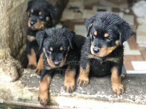 1-3 months Female Purebred Rottweiler