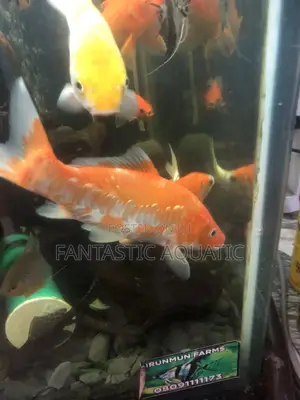Available Koifishs