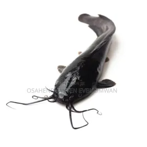 Live Cat Fish