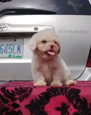 1-3 months Female Purebred Lhasa Apso