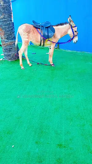 Horse And Donkey Rental
