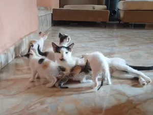 0-1 month Female Mixed Breed Cat