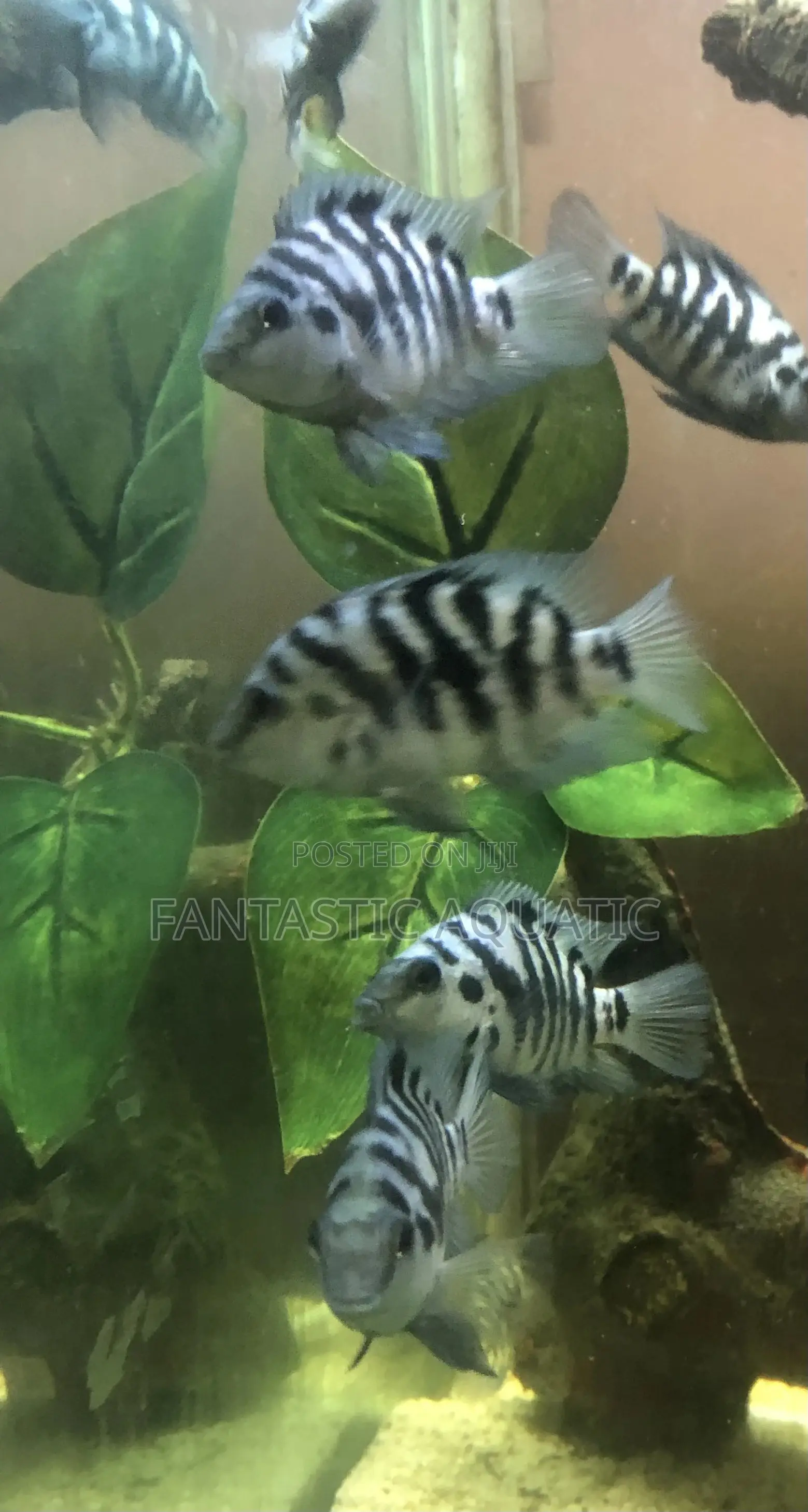 Palor Blue Parrot Fish