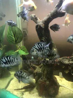 Palor Blue Parrot Fish