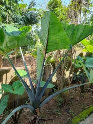 Cocoyam Suckers Is Available for Sale