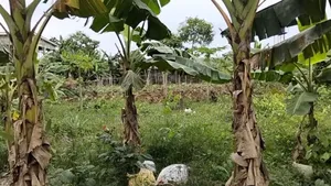 For Sale : 2 Plots at New Gra Phase 8 Eliozu, Ph
