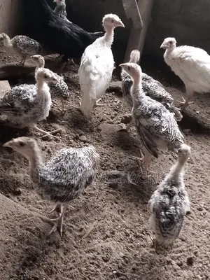 Vaccinated Turkeys