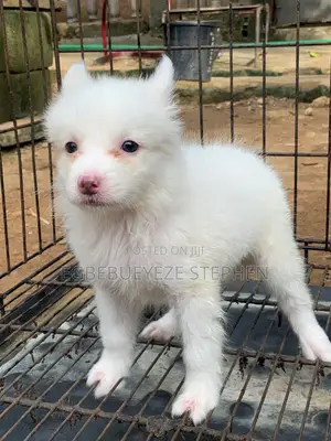 1-3 months Female Purebred American Eskimo
