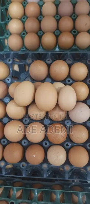 Nutritious Farm Eggs