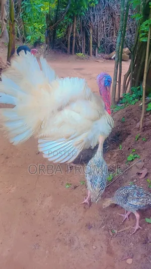 Healthy Turkey For Sale